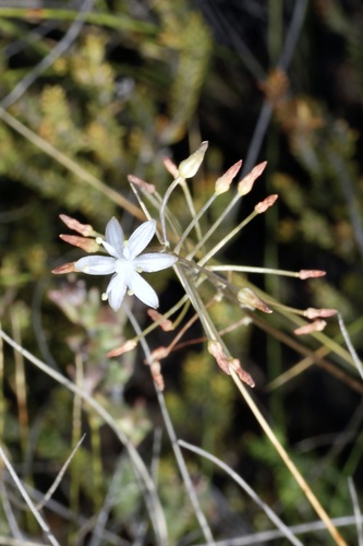 Austronea virens