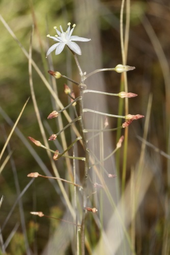 Austronea virens