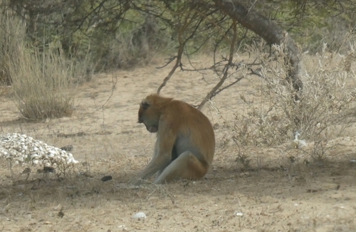 Western Patas Monkey