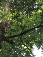 Tachigali versicolor