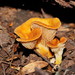 Austropaxillus - Photo (c) Reiner Richter, some rights reserved (CC BY-NC-SA), uploaded by Reiner Richter