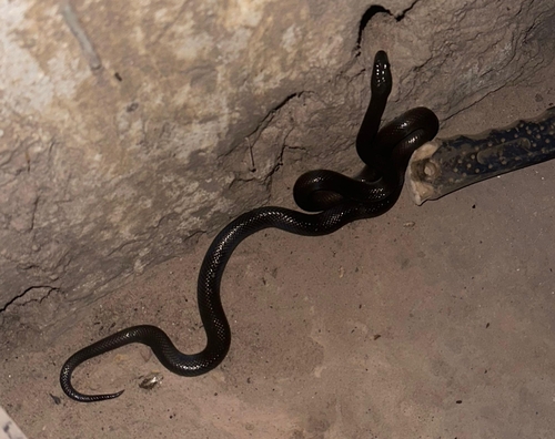 Brown House Snake