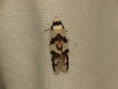 Oxythecta alternella