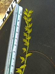 Pleurothallis quadrifida