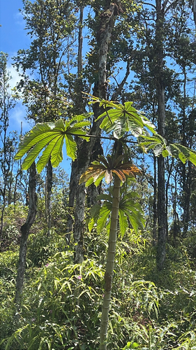 Cecropia obtusifolia observed 2026-05-24