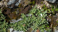 Celmisia durietzii