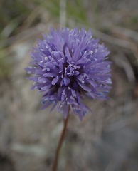 Gilia capitata capitata