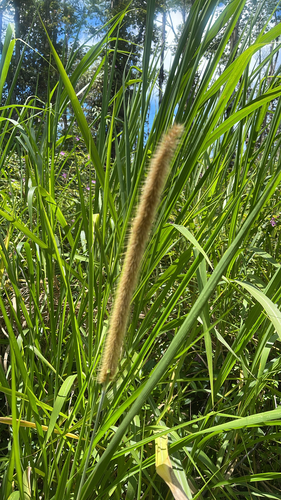 Cenchrus purpureus observed 2026-05-24