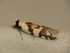 Oxythecta alternella