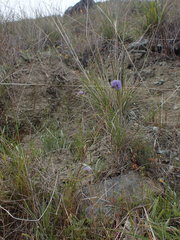Gilia capitata capitata