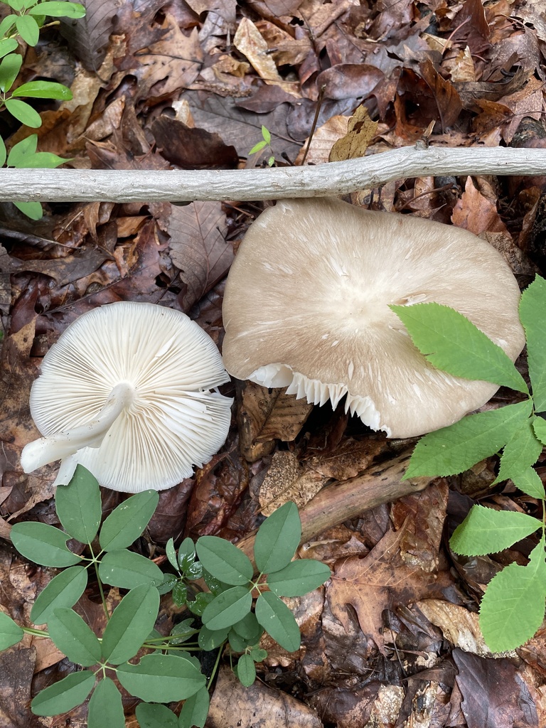 Deer Mushroom · May 2026 · photo: Photo: no rights reserved · iNaturalist