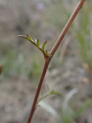 Gilia capitata capitata
