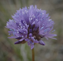 Gilia capitata capitata