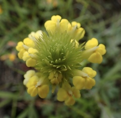 Castilleja rubicundula lithospermoides