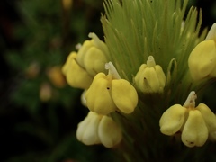 Castilleja rubicundula lithospermoides