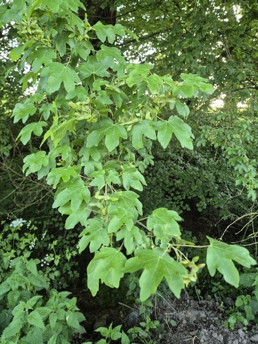 field maple