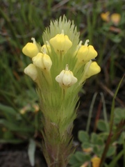 Castilleja rubicundula lithospermoides