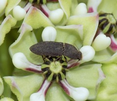 Agrypnus rectangularis