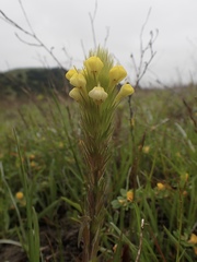 Castilleja rubicundula lithospermoides