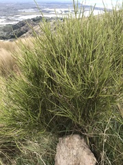 Carmichaelia australis