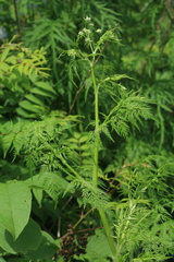 Sphallerocarpus gracilis