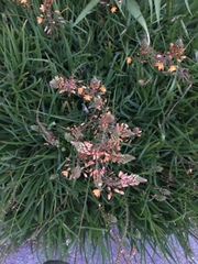 Dimorphotheca ecklonis