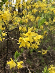 Forsythia koreana
