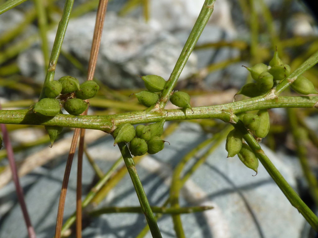 Carmichaelia juncea