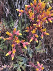 Dudleya saxosa collomiae