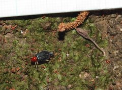 Trichobalya bowringii