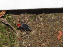 Trichobalya bowringii