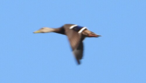 Mexican Duck