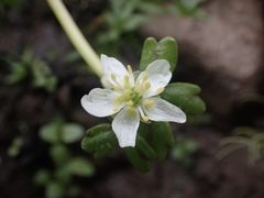 Ranunculus lobbii