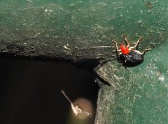 Trichobalya bowringii