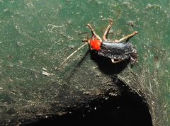 Trichobalya bowringii