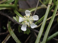 Ranunculus lobbii