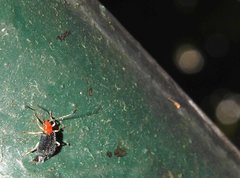 Trichobalya bowringii