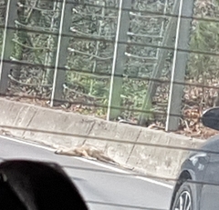 Hydropotes inermis argyropus