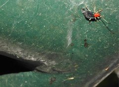 Trichobalya bowringii