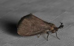 Cryptothelea nigrita