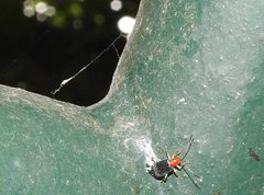 Trichobalya bowringii