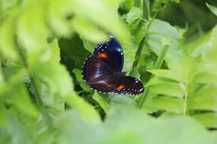 Hypolimnas bolina bolina