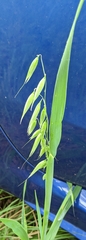 Avena sativa
