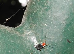 Trichobalya bowringii