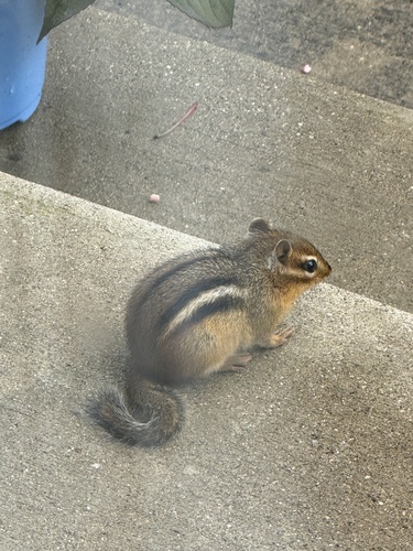 Eastern Chipmunk photographed in Indiana