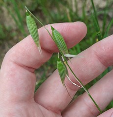 Avena sativa