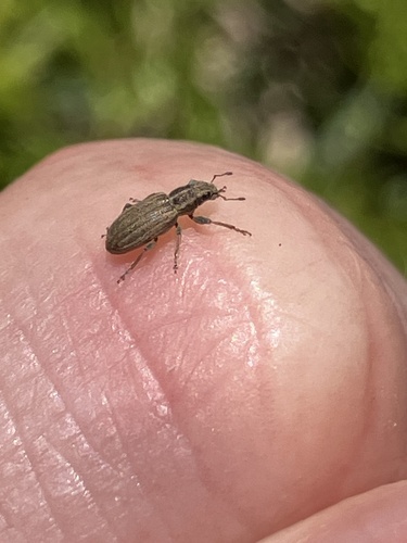 Pea leaf weevil