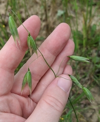 Avena sativa