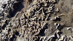 Spirobranchus cariniferus