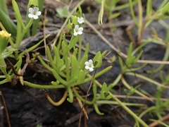 Plagiobothrys undulatus